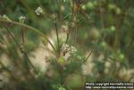 Photo: Sanguisorba minor 5.