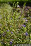 Photo: Scutellaria galericulata 4.