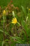 Photo: Scorzonera humilis 1.