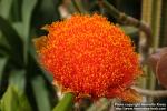 Photo: Scadoxus puniceus.