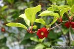 Photo: Schisandra rubriflora 2.