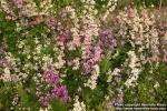 Photo: Schizanthus x wisetonensis.