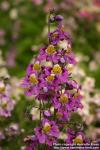 Photo: Schizanthus x wisetonensis 1.