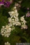 Photo: Schizanthus x wisetonensis 2.