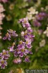 Photo: Schizanthus x wisetonensis 3.