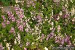 Photo: Schizanthus x wisetonensis 4.