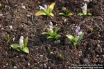 Photo: Hyacinthoides hispanica.