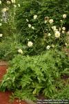 Photo: Scabiosa rhodopensis.