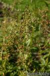 Photo: Scrophularia umbrosa.