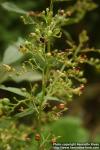 Photo: Scrophularia nodosa 08.