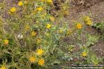 Photo: Scolymus hispanicus 0.