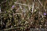 Photo: Scutellaria resinosa.