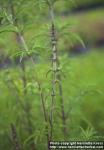 Photo: Schizonepeta tenuifolia 1.