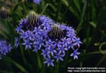 Photo: Scilla peruviana 1.