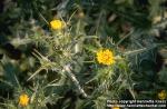 Photo: Scolymus maculatus.