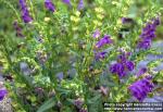 Photo: Scutellaria baicalensis 3.