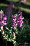 Photo: Scutellaria baicalensis 5.