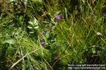 Photo: Scutellaria galericulata 1.