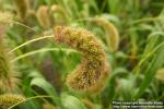 Photo: Setaria italica 1.