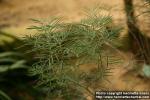 Photo: Senna artemisioides.
