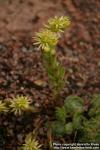 Photo: Sempervivum ciliosum.