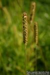 Photo: Setaria pumila 2.