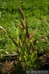 Photo: Setaria italica 8.