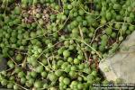 Photo: Senecio rowleyanus.