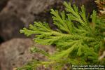 Photo: Selaginella pallescens 1.