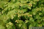 Photo: Selaginella uncinata 2.