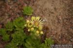 Photo: Sempervivum grandiflorum 1.