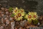 Photo: Sempervivum grandiflorum 2.