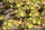 Photo: Sempervivum 1.