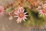 Photo: Sempervivum kindingeri 1.