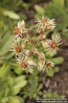 Photo: Sempervivum tectorum 3.