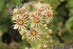 Photo: Sempervivum tectorum 4.