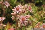 Photo: Sempervivum kindingeri 8.