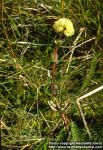 Photo: Sedum telephium.