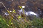 Photo: Senecio sylvaticus 1.