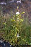 Photo: Senecio sylvaticus.