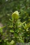 Photo: Shepherdia canadensis 0.