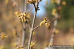 Photo: Shepherdia canadensis 4.