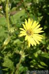 Photo: Silphium laciniatum.