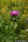 Photo: Silybum marianum 5.