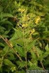 Photo: Sisymbrium strictissimum.