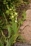 Photo: Sisyrinchium striatum 4.