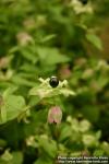 Photo: Silene baccifera 1.