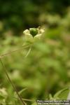 Photo: Silene baccifera 2.