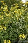 Photo: Silphium integrifolium 8.