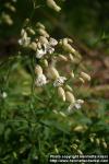 Photo: Silene vulgaris 4.